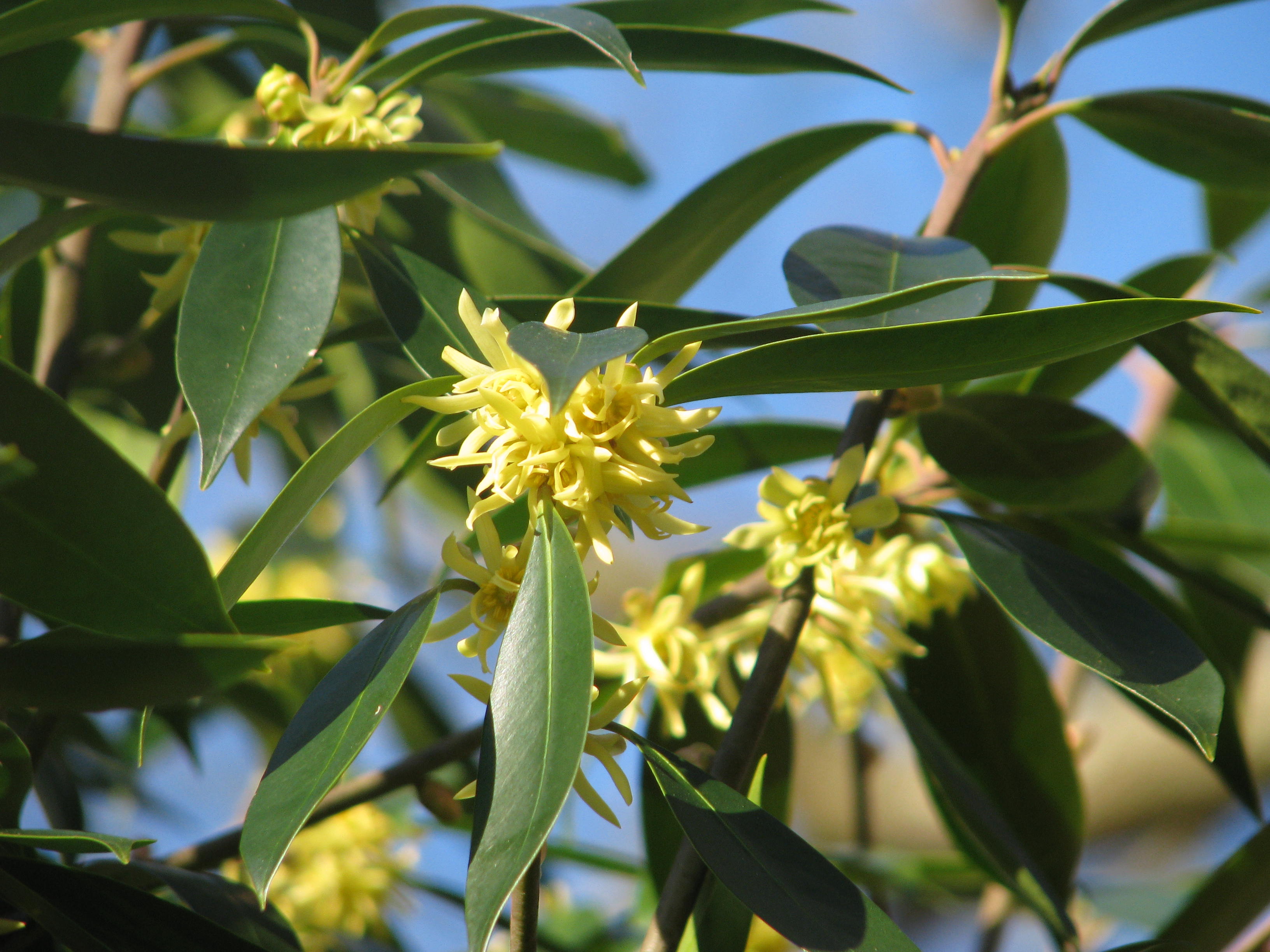 Illicium simonii (12994923844).jpg