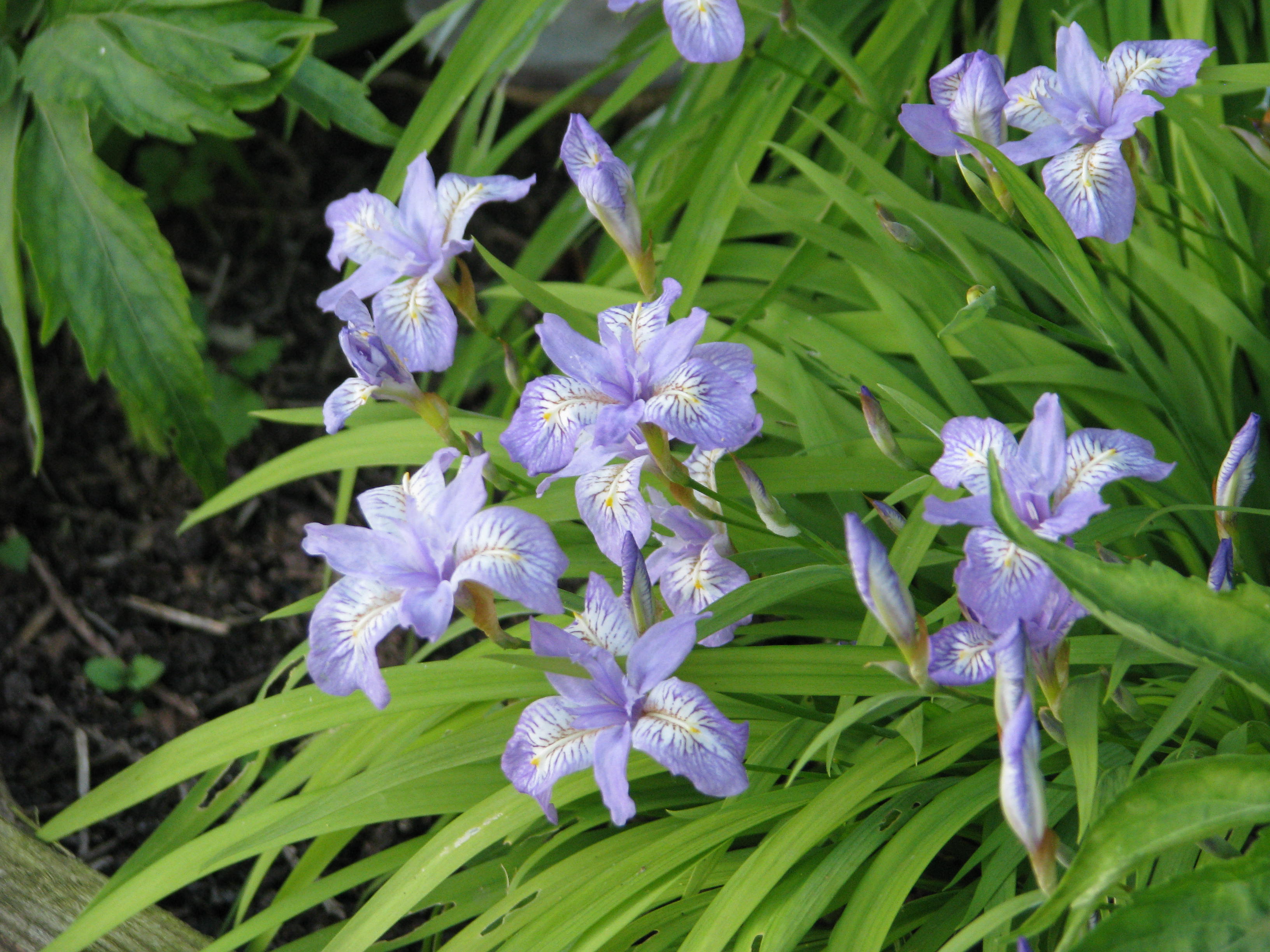 Iris gracilipes (8937183370).jpg