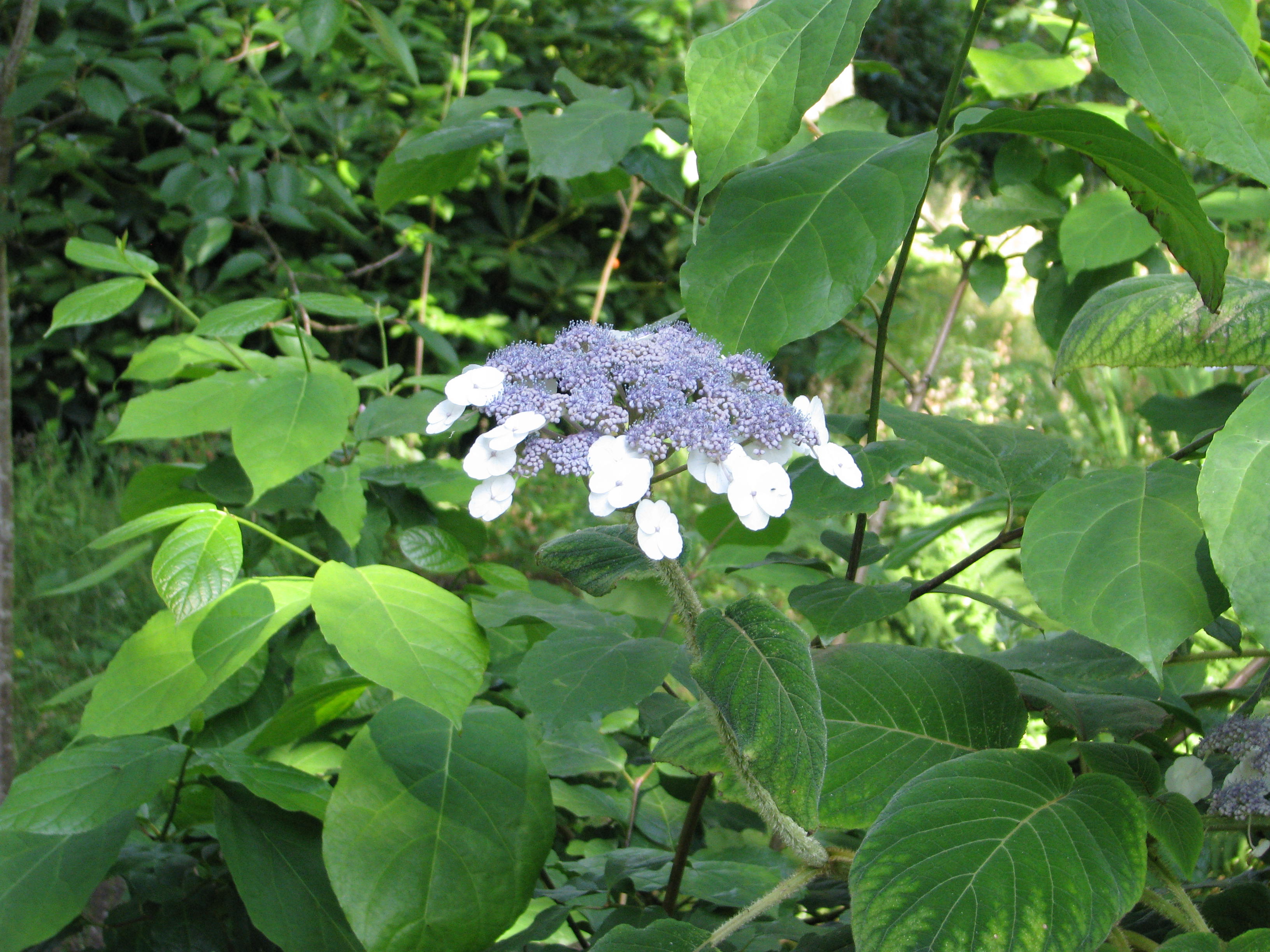 Hydrangea aspera villosa (14668548831).jpg