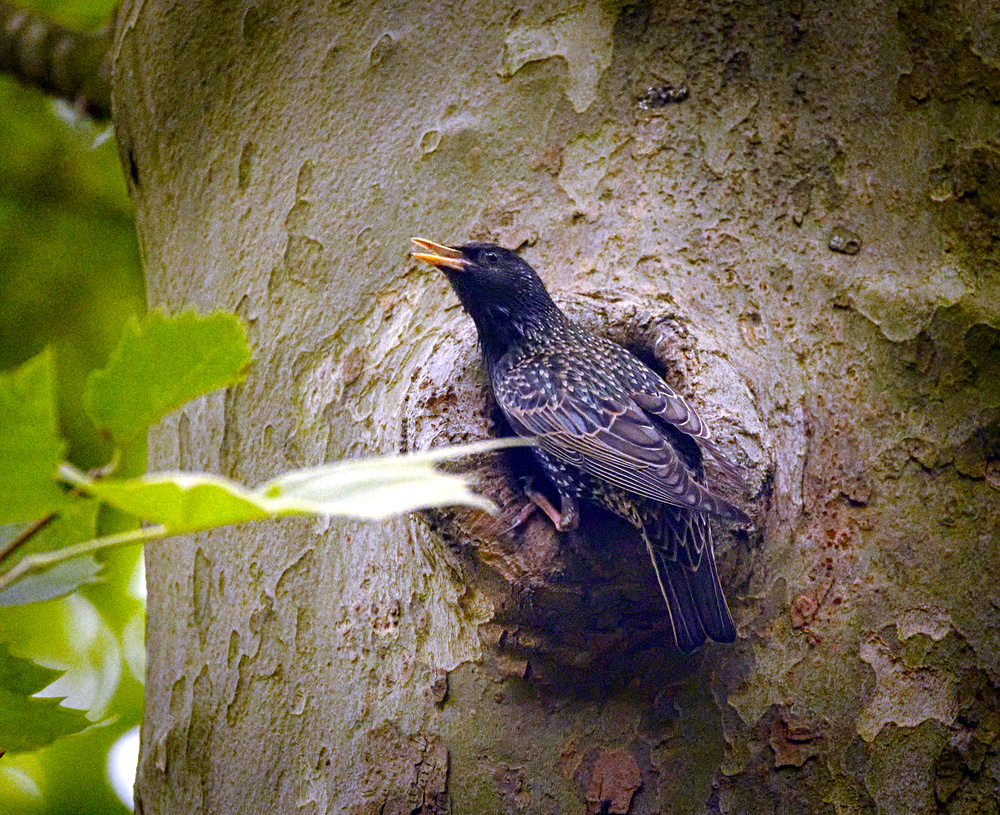 Guarding the nest (18725511294).jpg