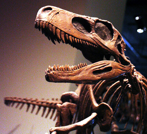 File:Herrerasaurus skeleton FMNH.jpg