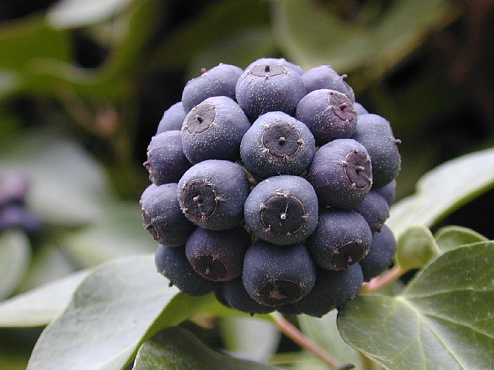 File:Efeu-frucht.jpg