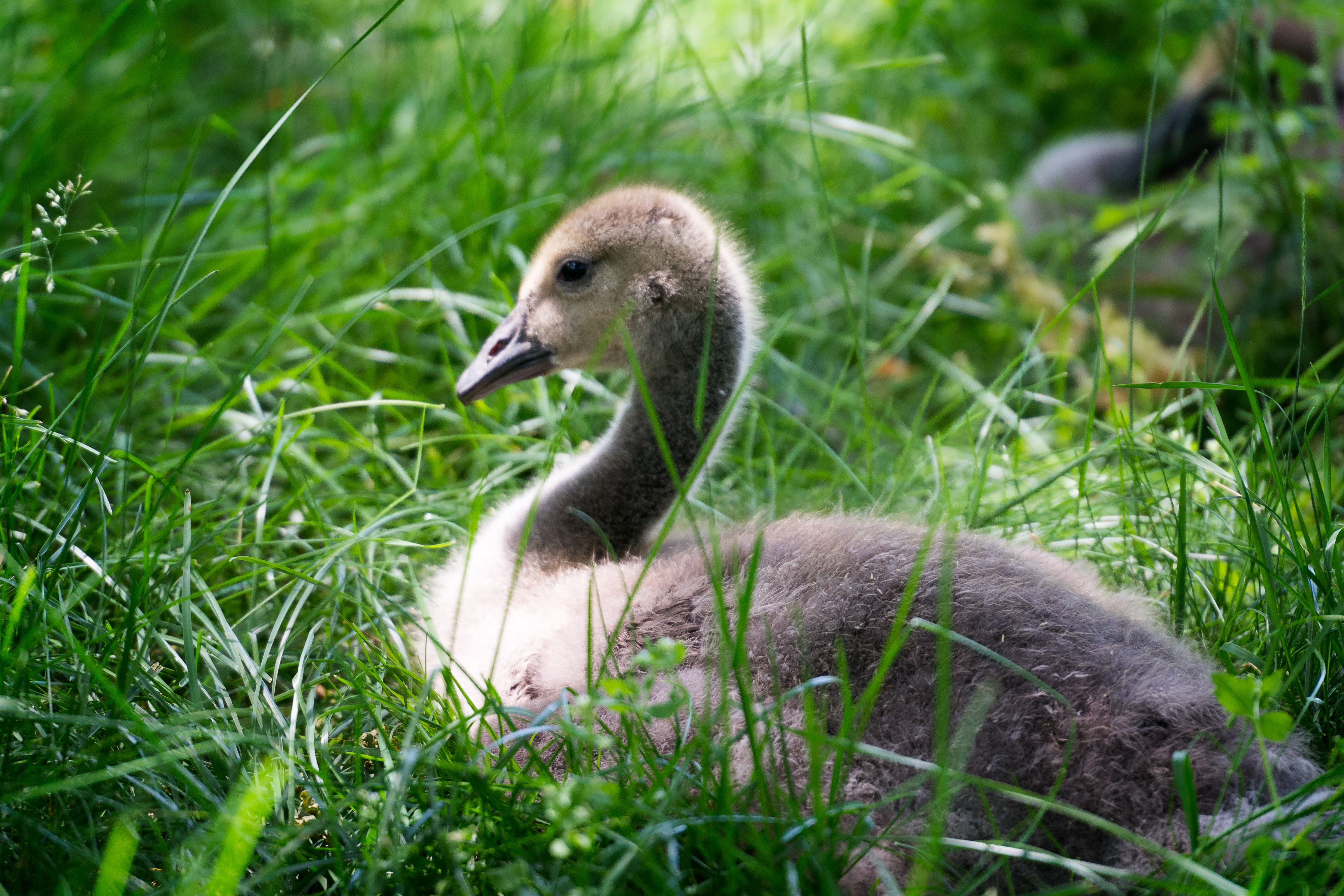 Gosling in the Grass (18873565575).jpg