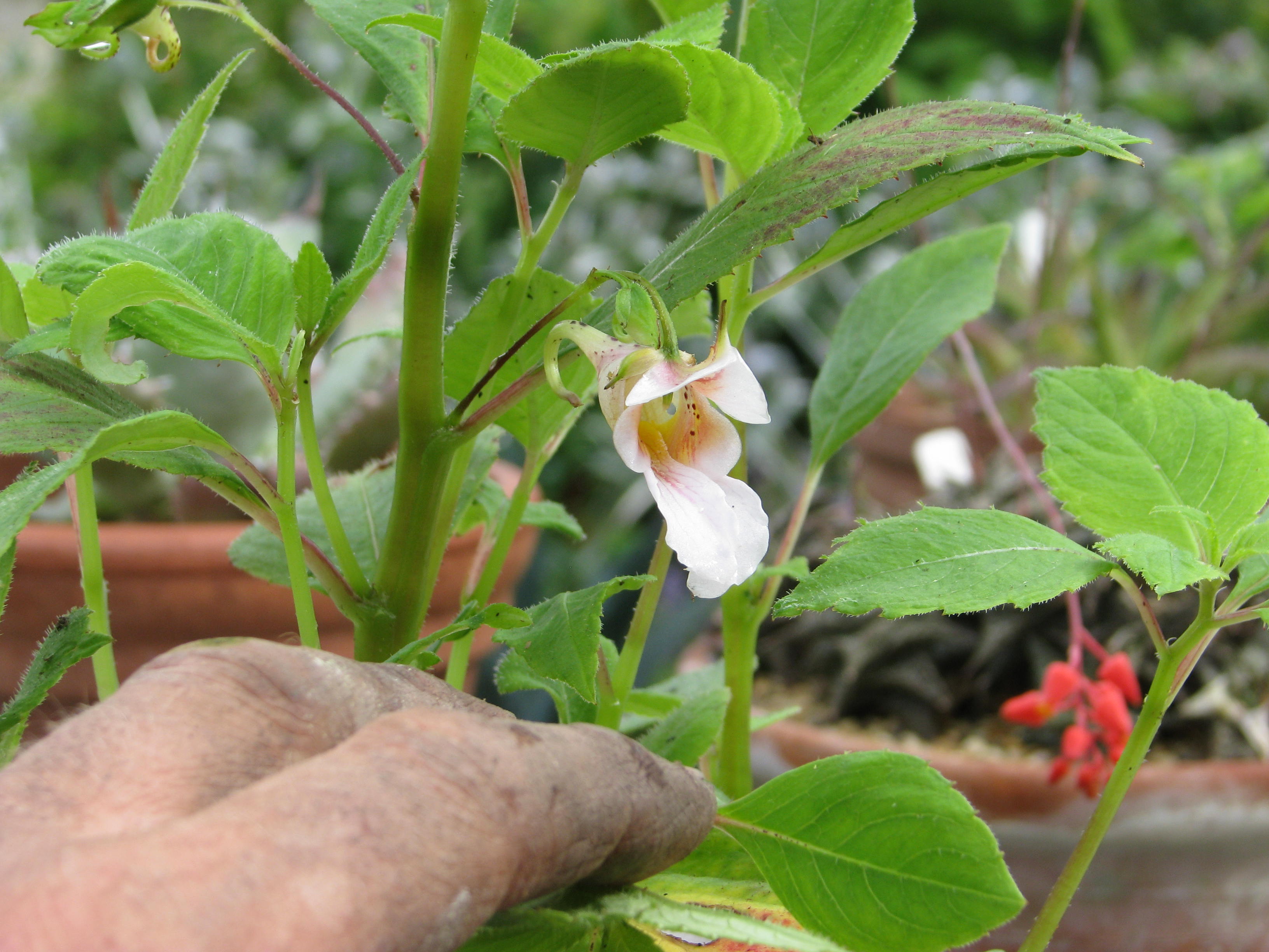 Impatiens oxyanthera Milo (14584485666).jpg