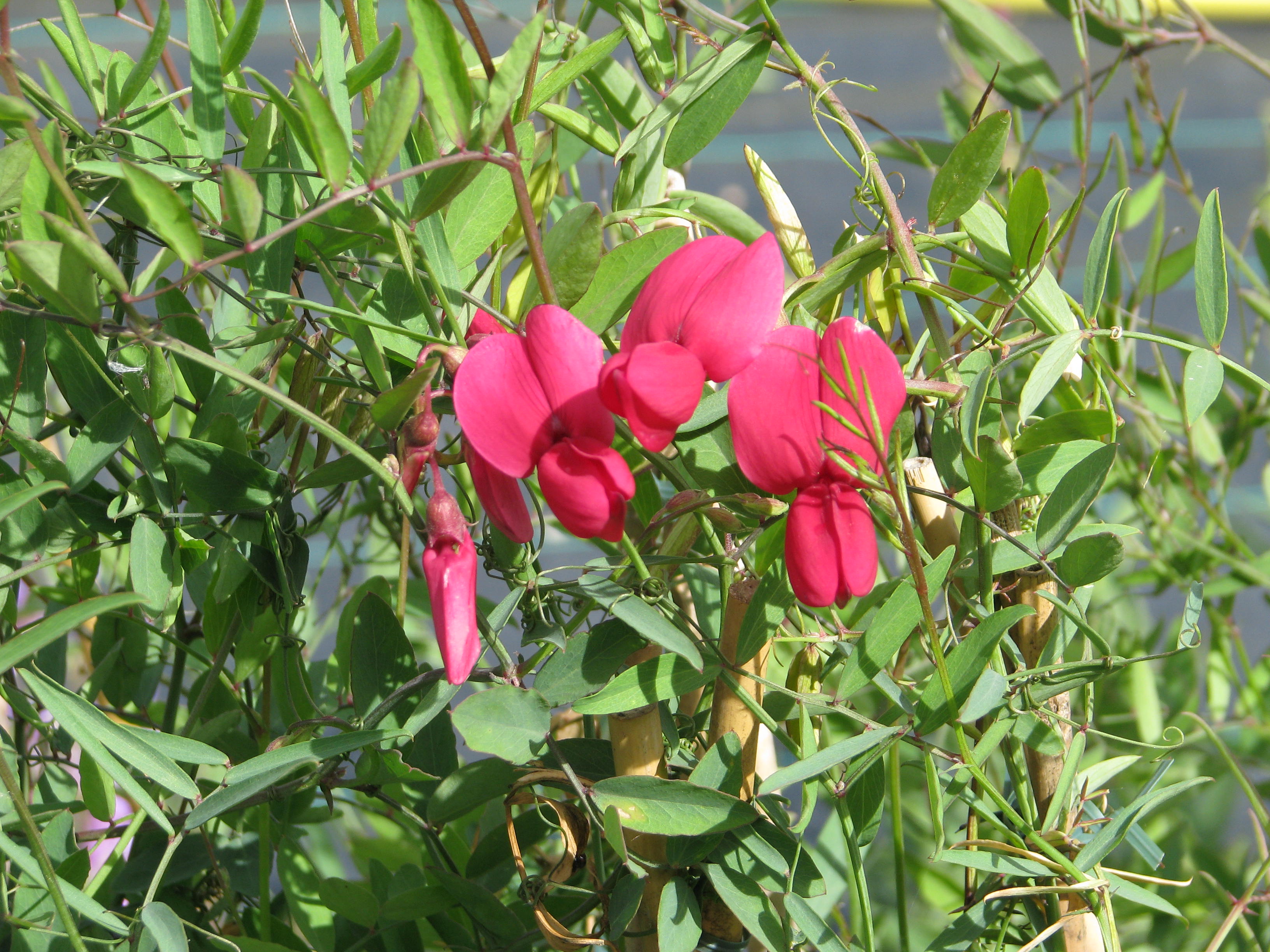 Lathyrus splendens (9067003938).jpg