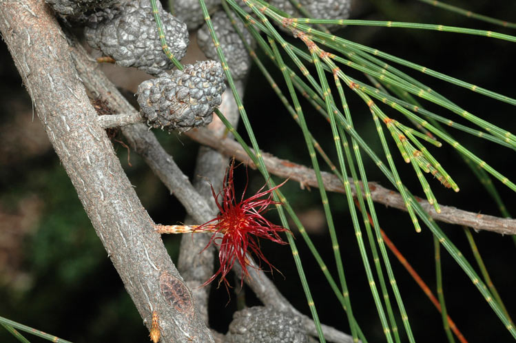 File:Allocasuarina littoralis female.jpg