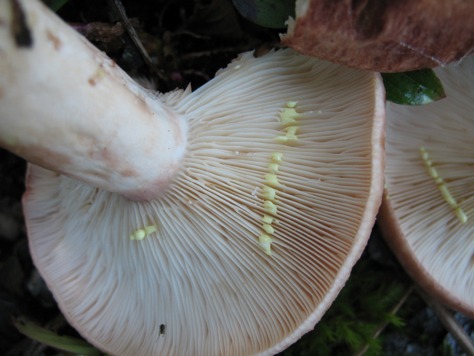 Lactarius vinaceorufescens (7986138753).jpg