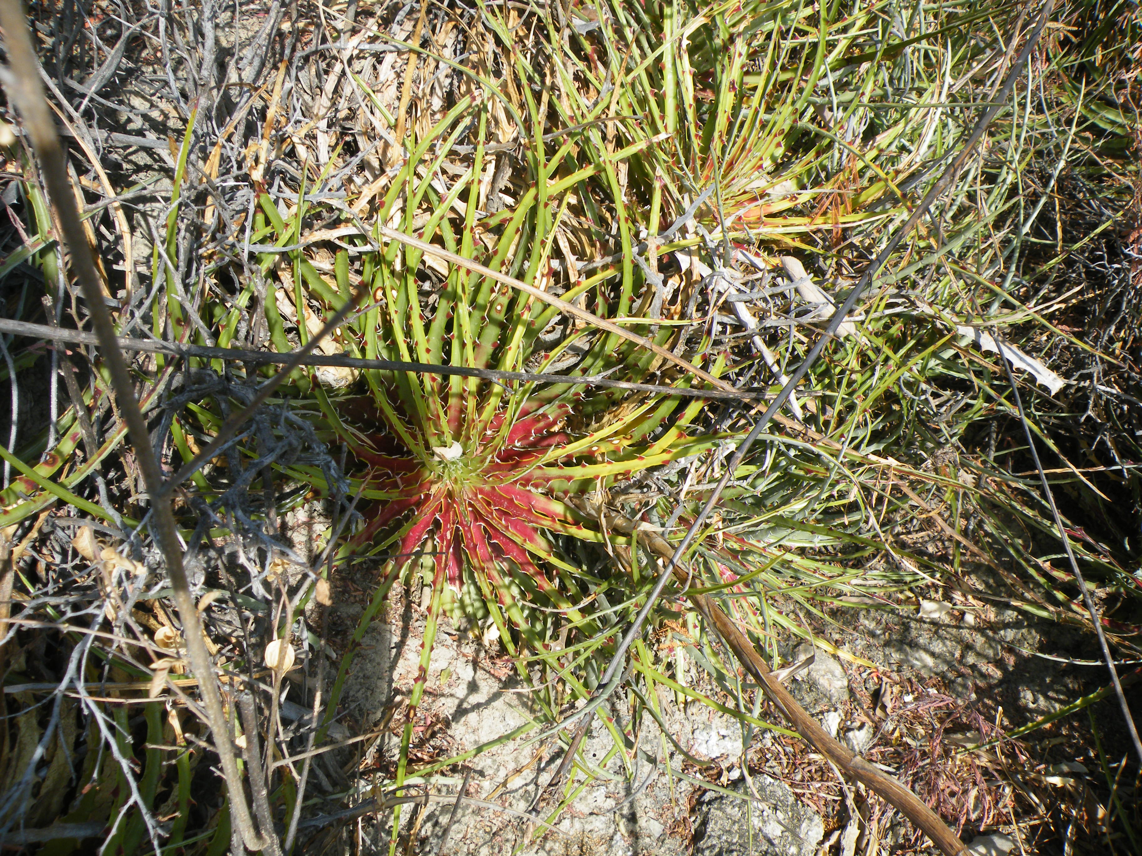 Hechtia sps. (5686366972).jpg