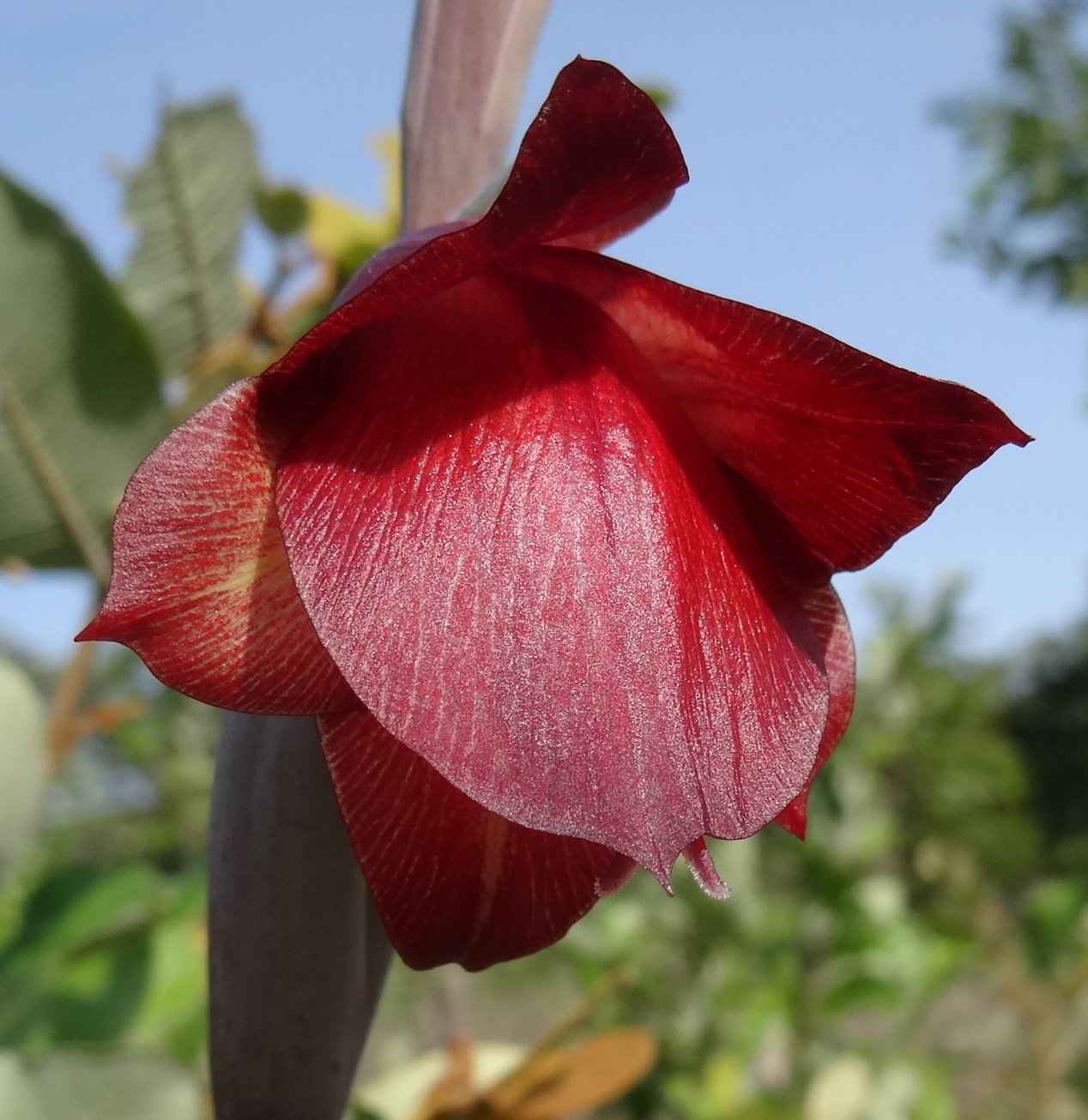 Gladiolus sp. Balama 2 (12174349895).jpg