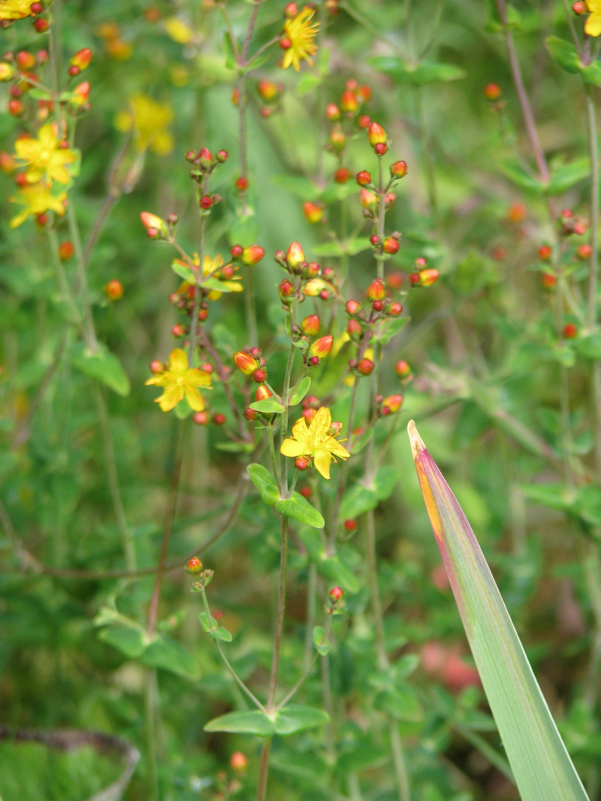 Hypericum pulchrum (9181176309).jpg