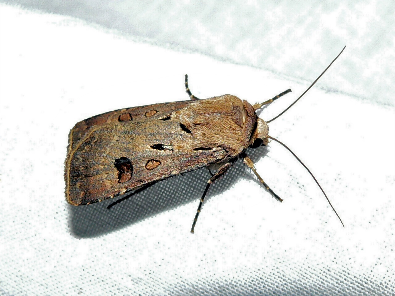 Agrotis exclamationis (8333113440).jpg