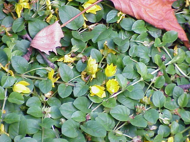 File:Lysimachia nummularia0.jpg