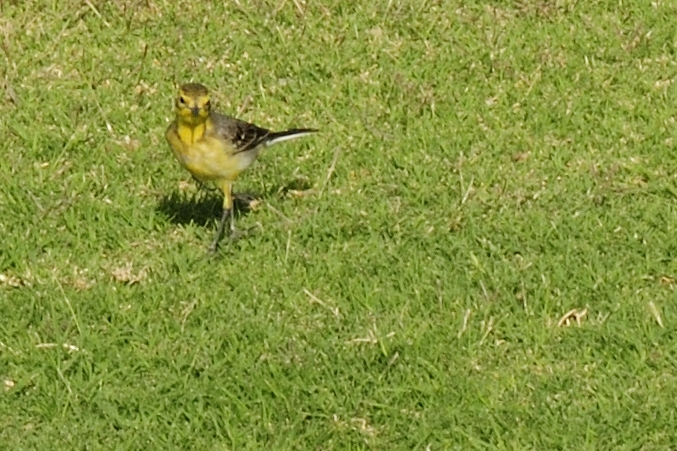 File:Motacilla citreola (2).JPG