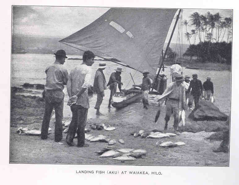 File:FMIB 33802 Landing Fish (Aku) at Waiakea, Hilo.jpeg