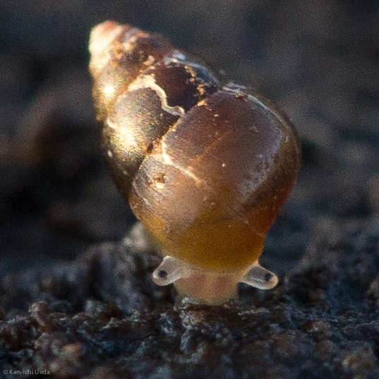 File:Angustassiminea californica.jpg