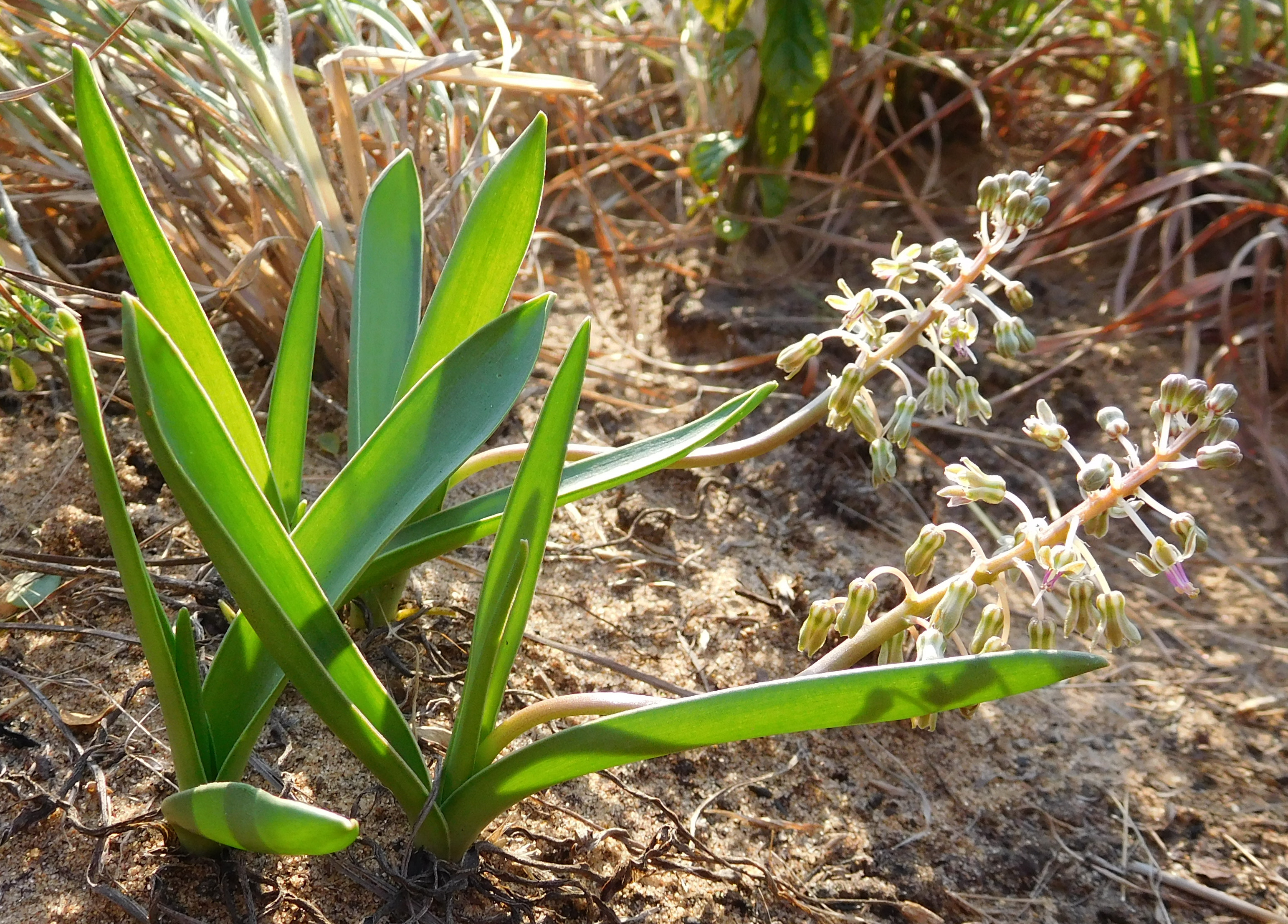 Ledebouria sp. Xai-Xai 1 (21920499764).jpg