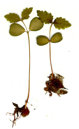 File:Ulmus minor seedlings.jpg