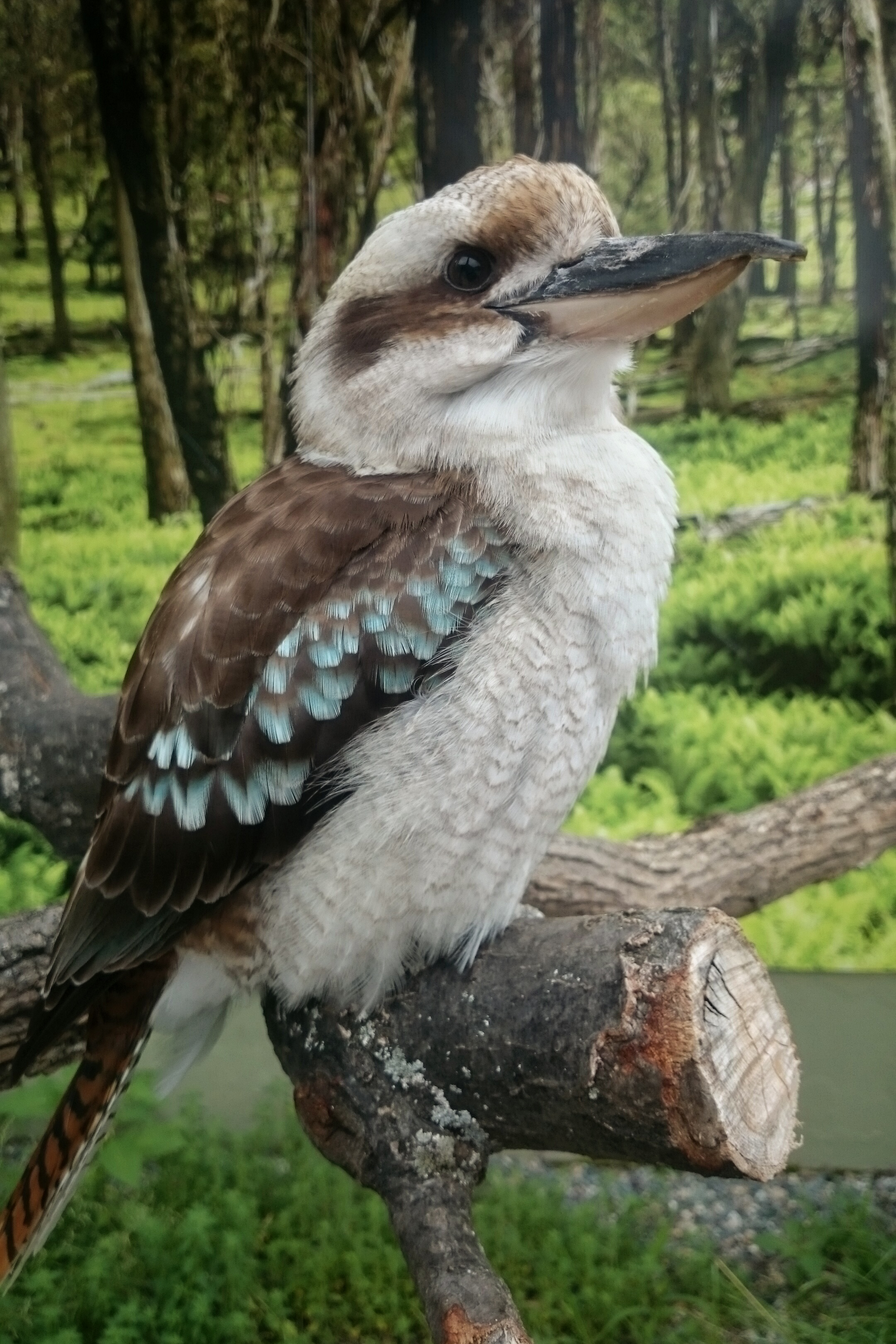 Kookaburra on a Branch (18596540863).jpg