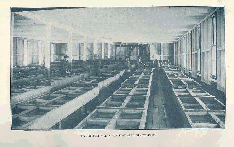 File:FMIB 32784 Interior View of Kalama Hatchery.jpeg