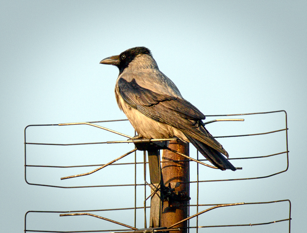 Hooded Crow on an aerial (17229111566).jpg