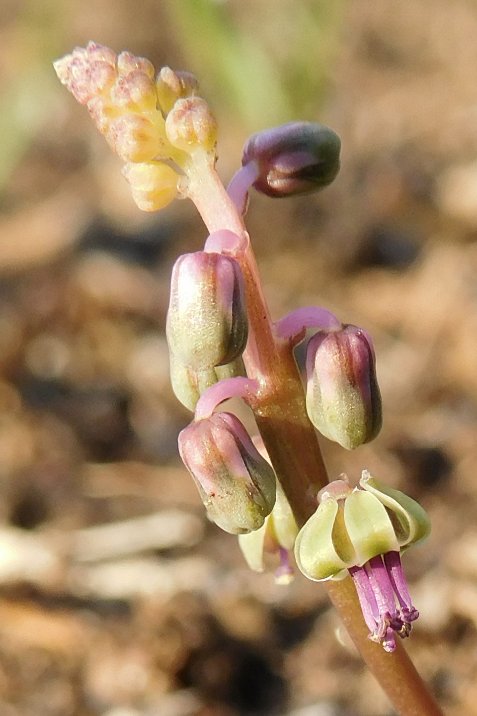 Ledebouria sp. Mocuba (22323481874).jpg