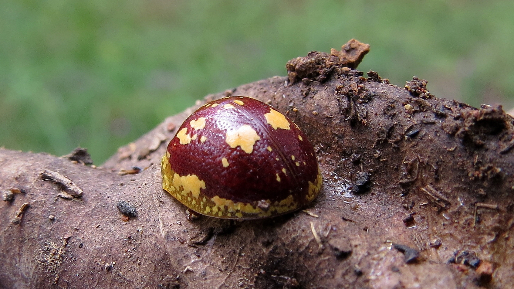 Leaf beetle bum (13806952973).jpg