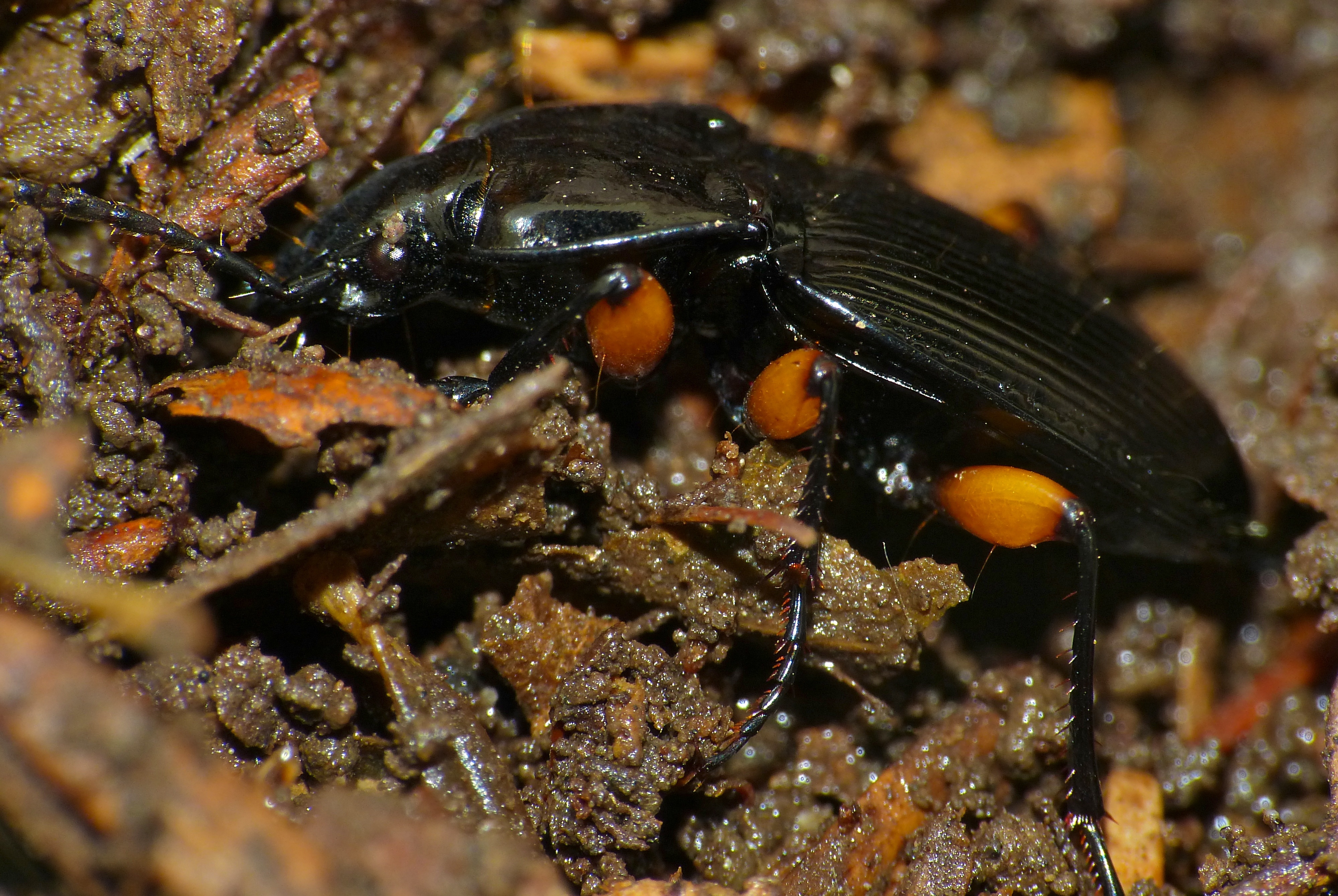 Pterostichus madidus (9135914245).jpg