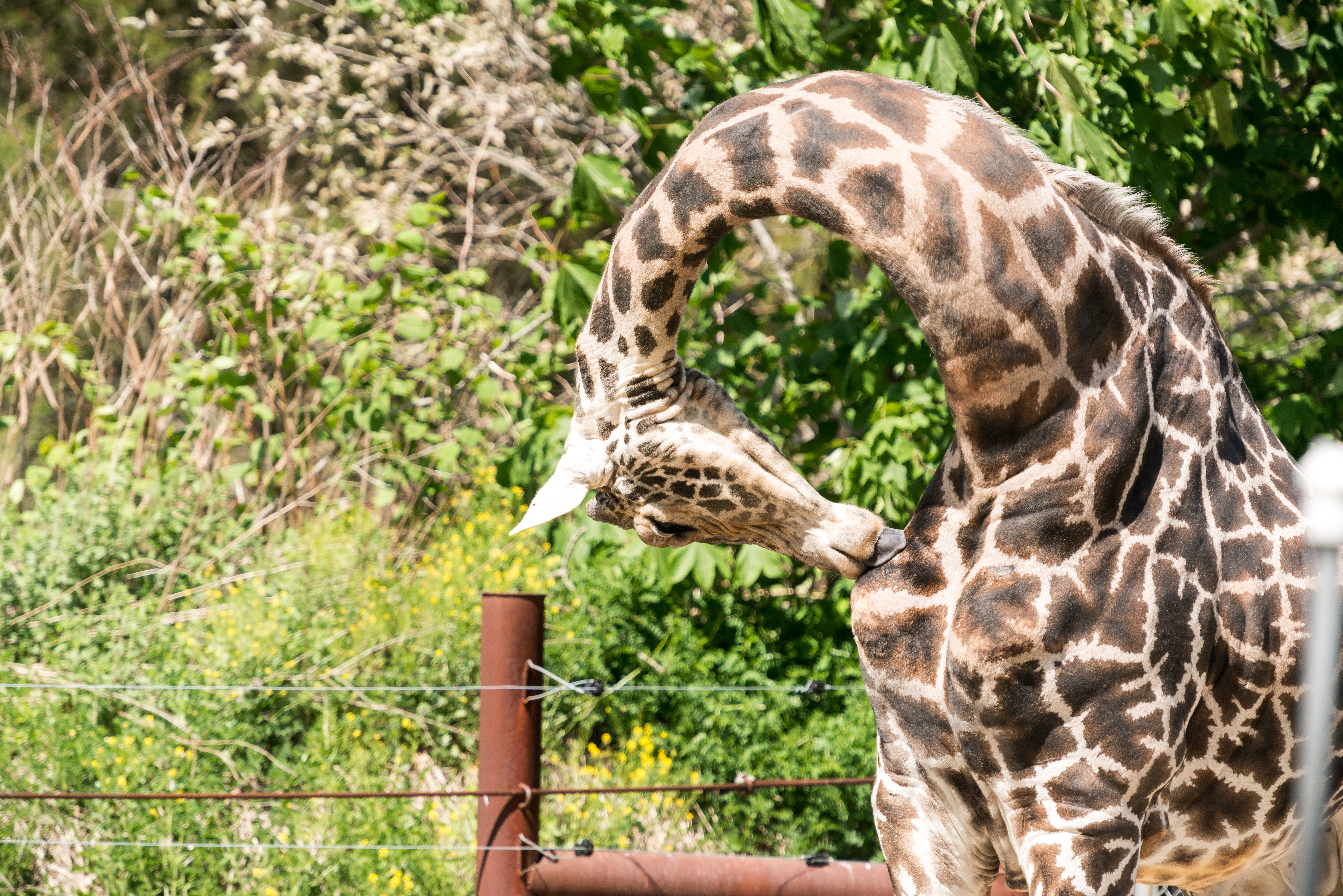 Giraffe Cleaning Himself (18144405505).jpg