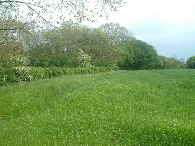 File:Little Lyntus wood - geograph.org.uk - 433542.jpg