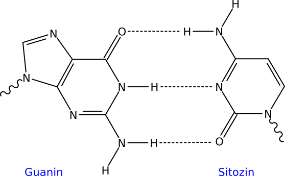 File:GC DNA base pair tr.png