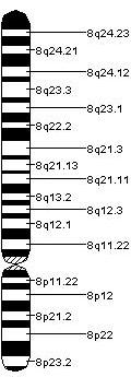 File:Chromosome 8.jpeg