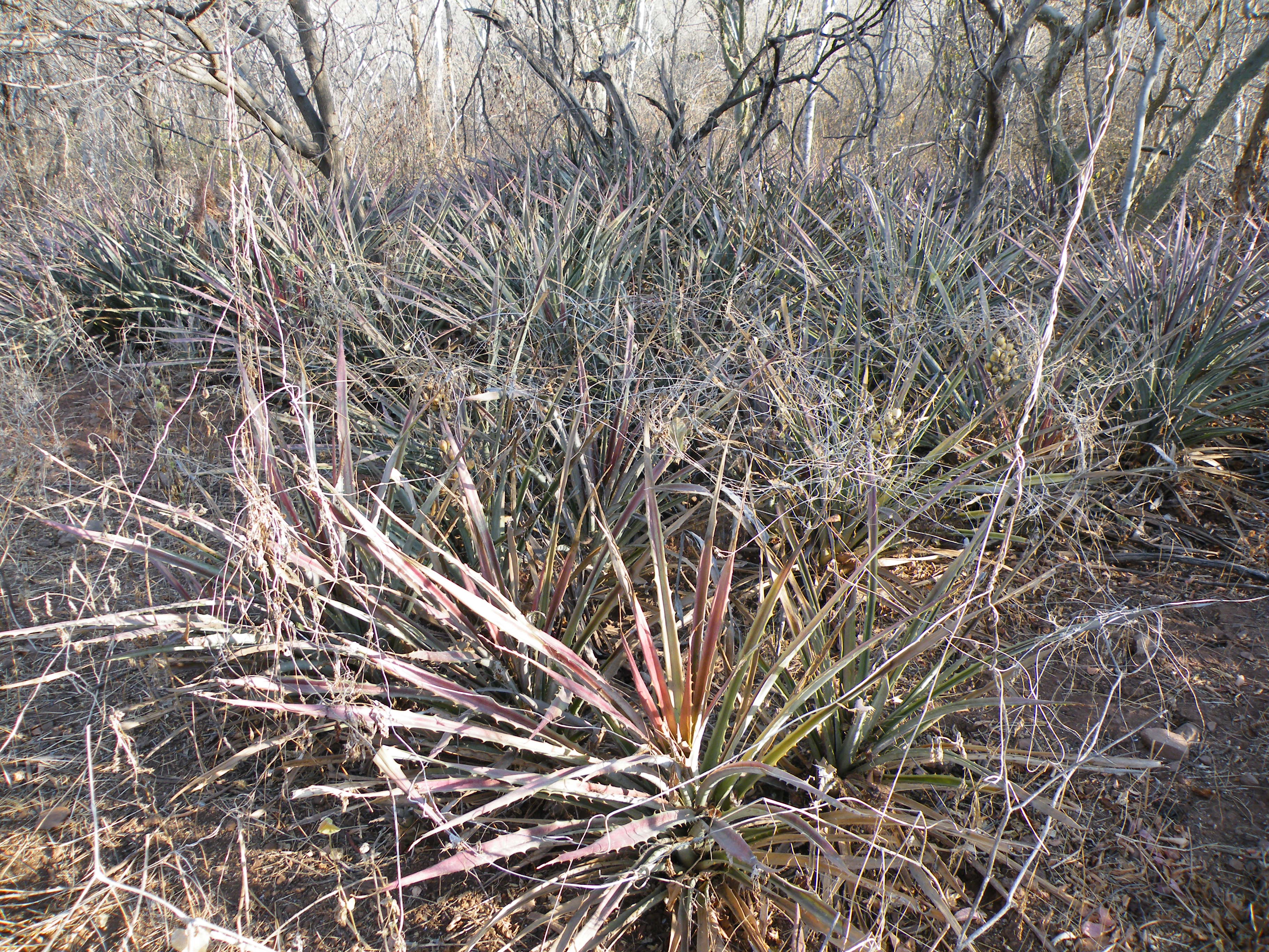 Hechtia species (5769178566).jpg