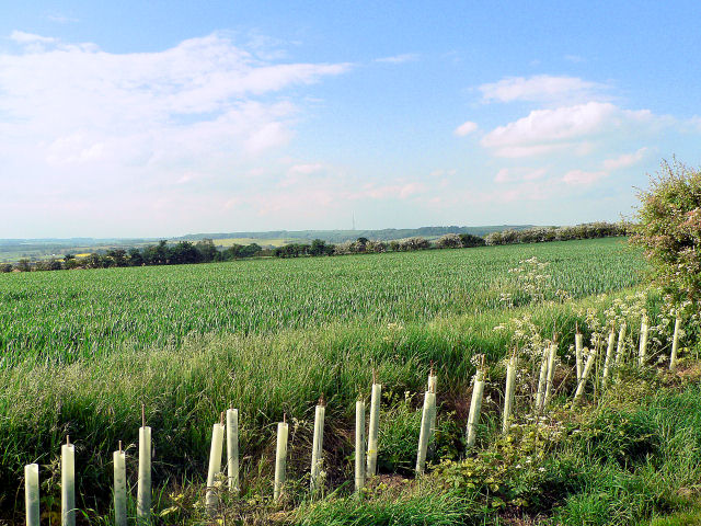 File:Home Through The Hedge - geograph.org.uk - 445908.jpg