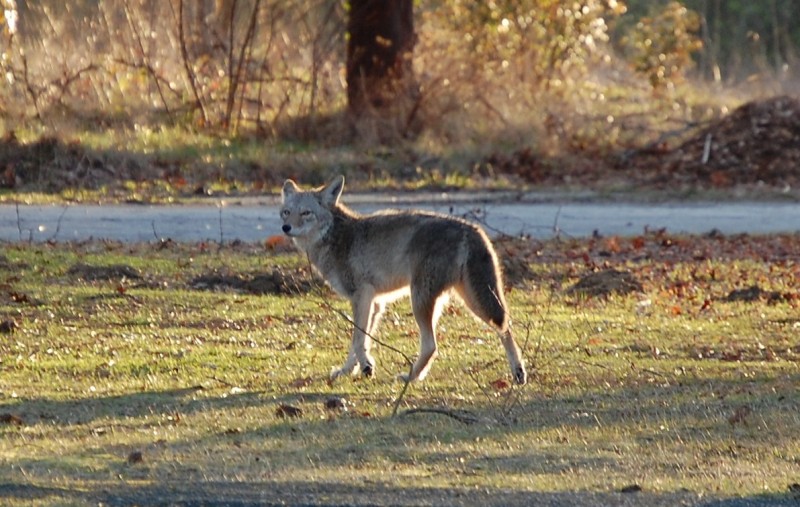 File:Coyote Discovery Park South Meadow (22581950555).jpg