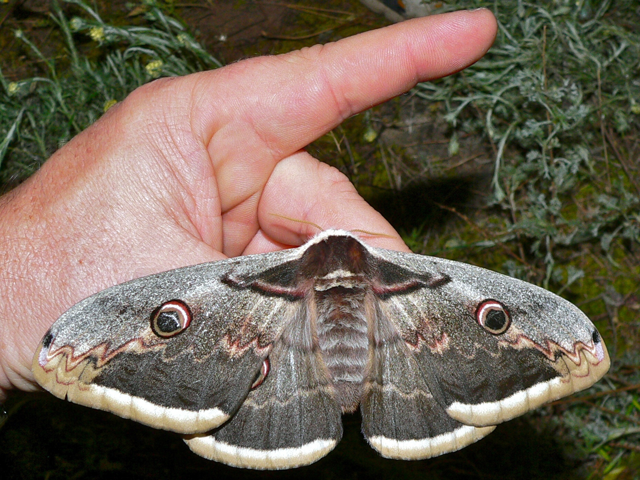 Saturnia pyri (8332002153).jpg