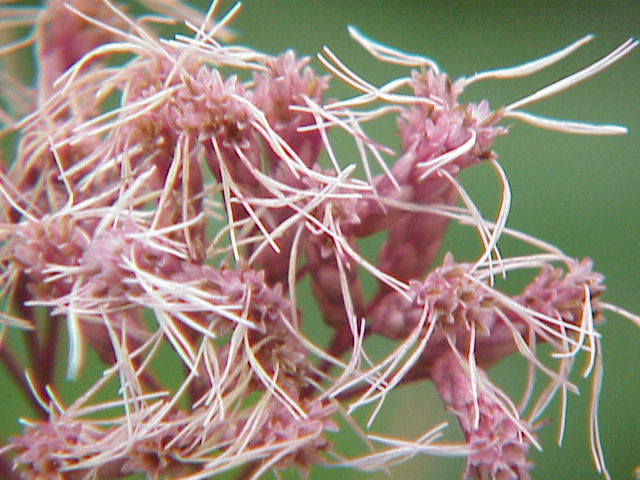 File:Eupatorium purpureum0.jpg