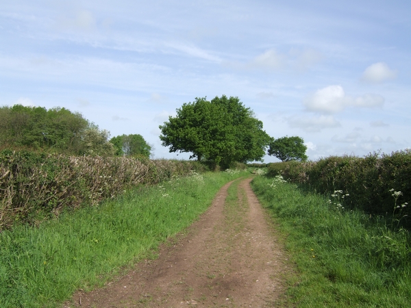 File:Bridleway from Lapley - geograph.org.uk - 438829.jpg