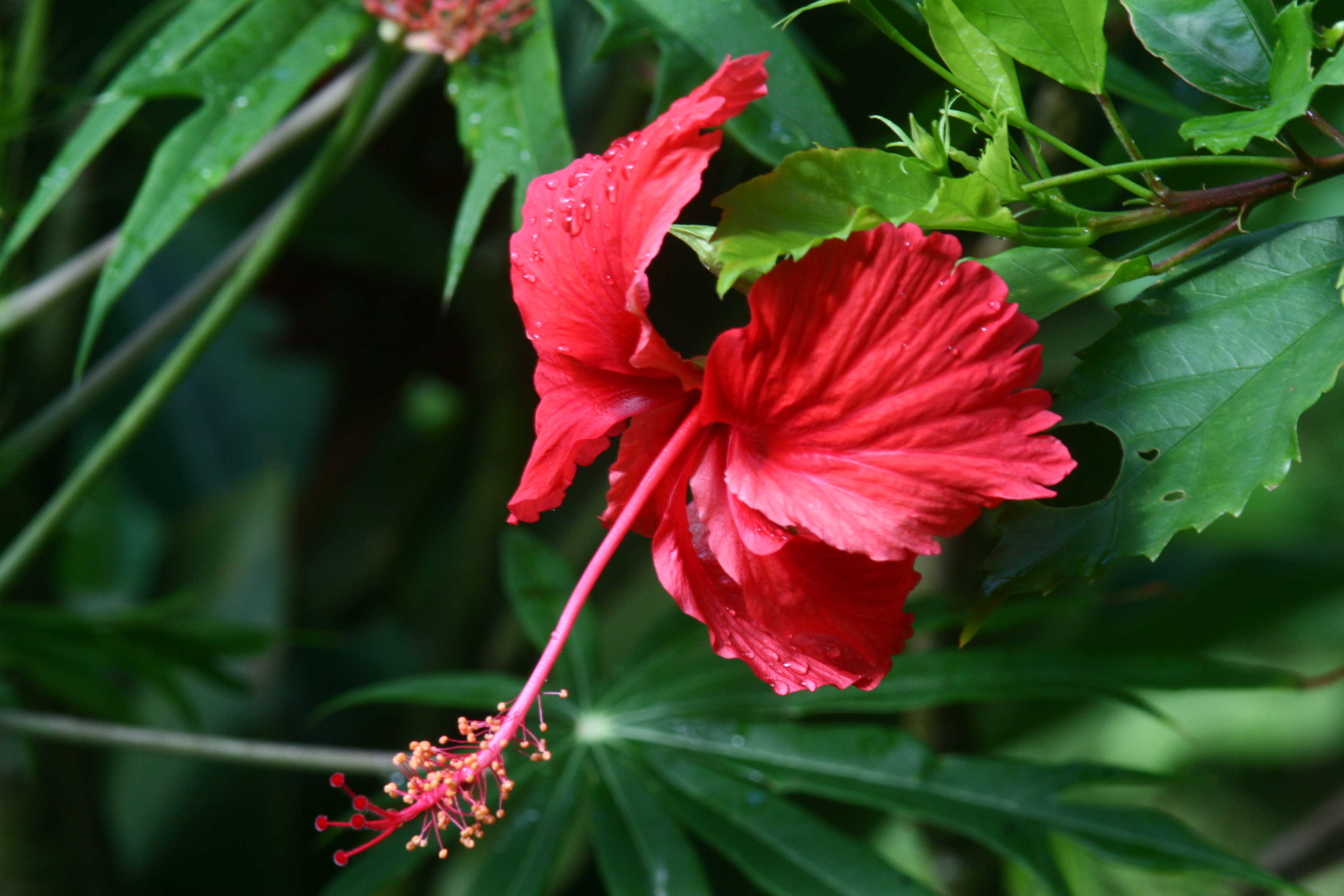 Hibiscus flower (5684286578).jpg