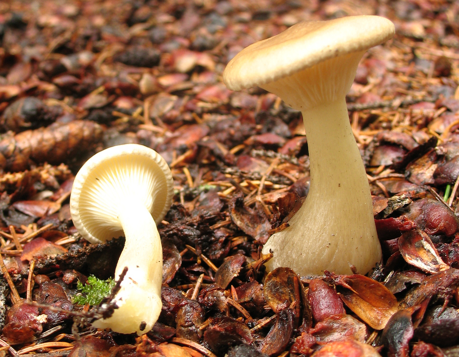 Hygrophoropsis aurantiaca (7920954126).jpg