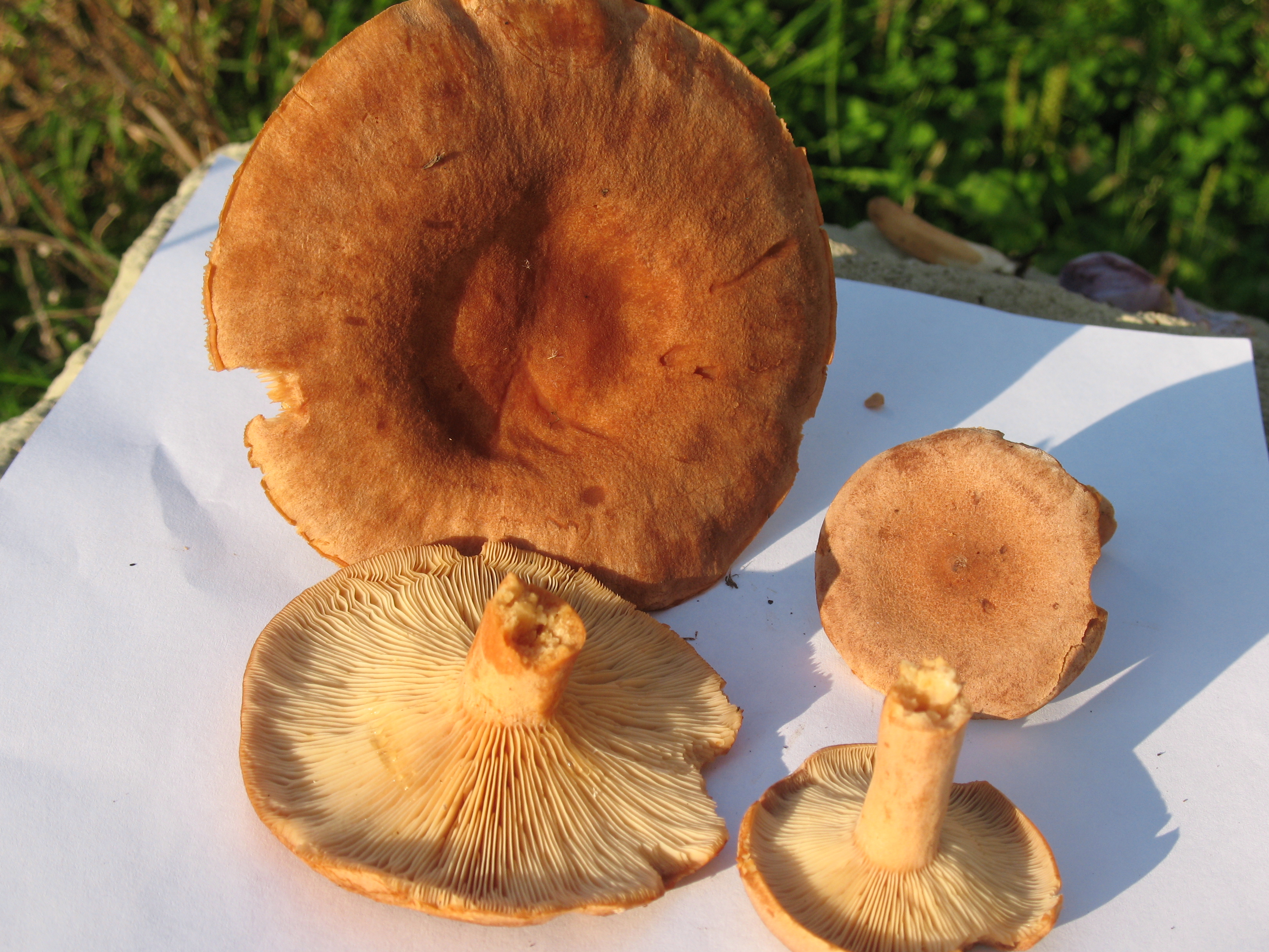 Lactarius helvus (7958323660).jpg