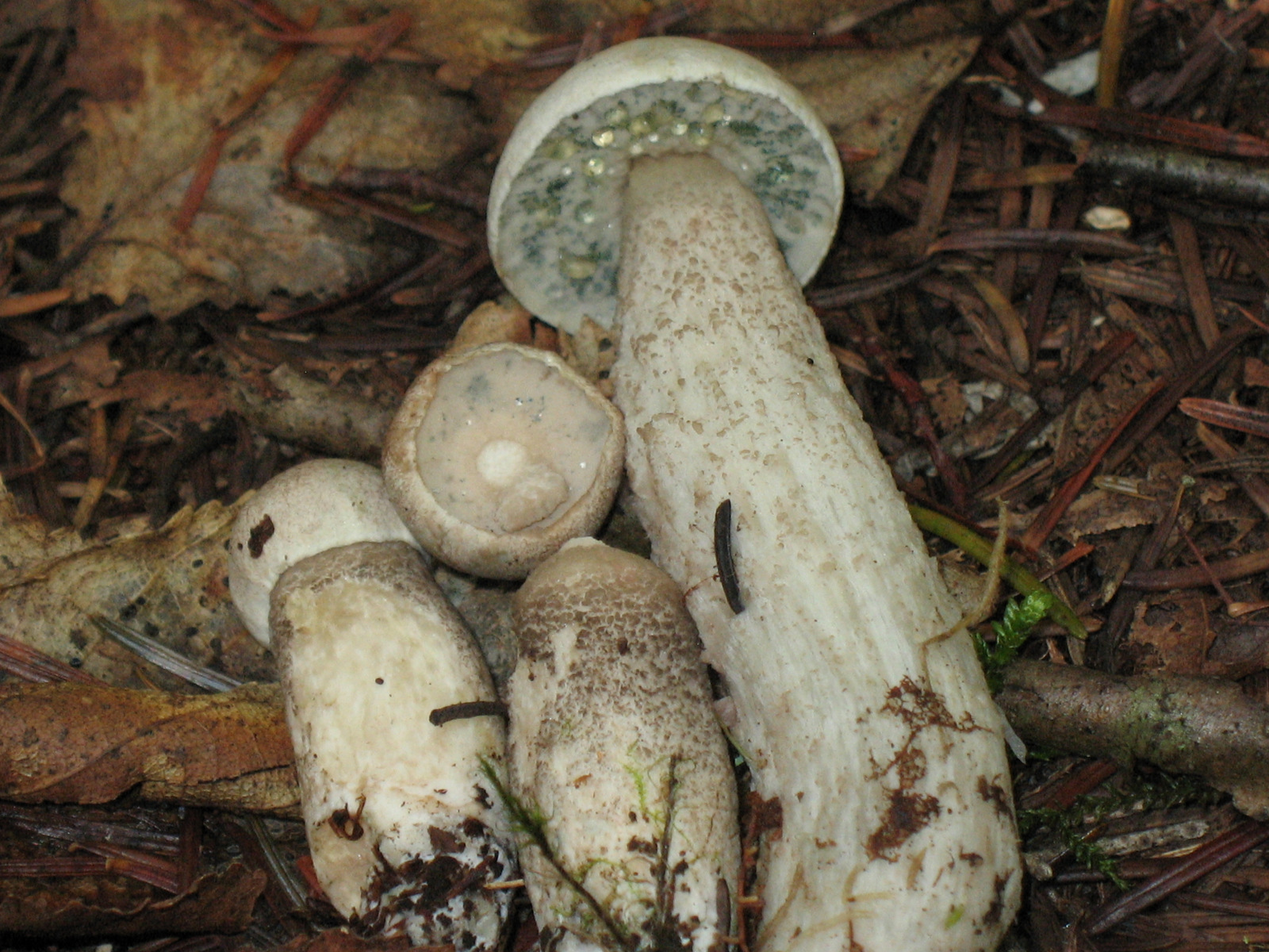 Leccinum niveum (7980811483).jpg