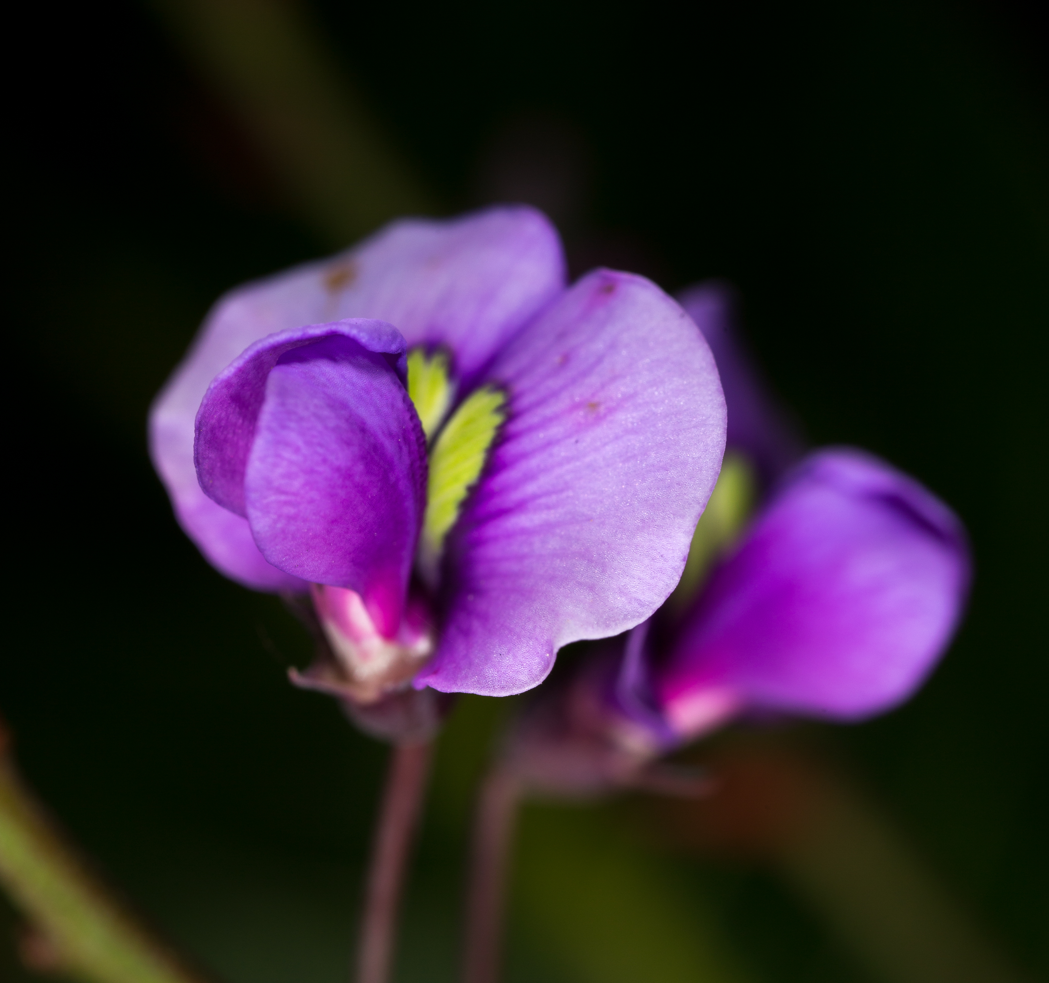 Hardenbergia violacea (19604218501).jpg