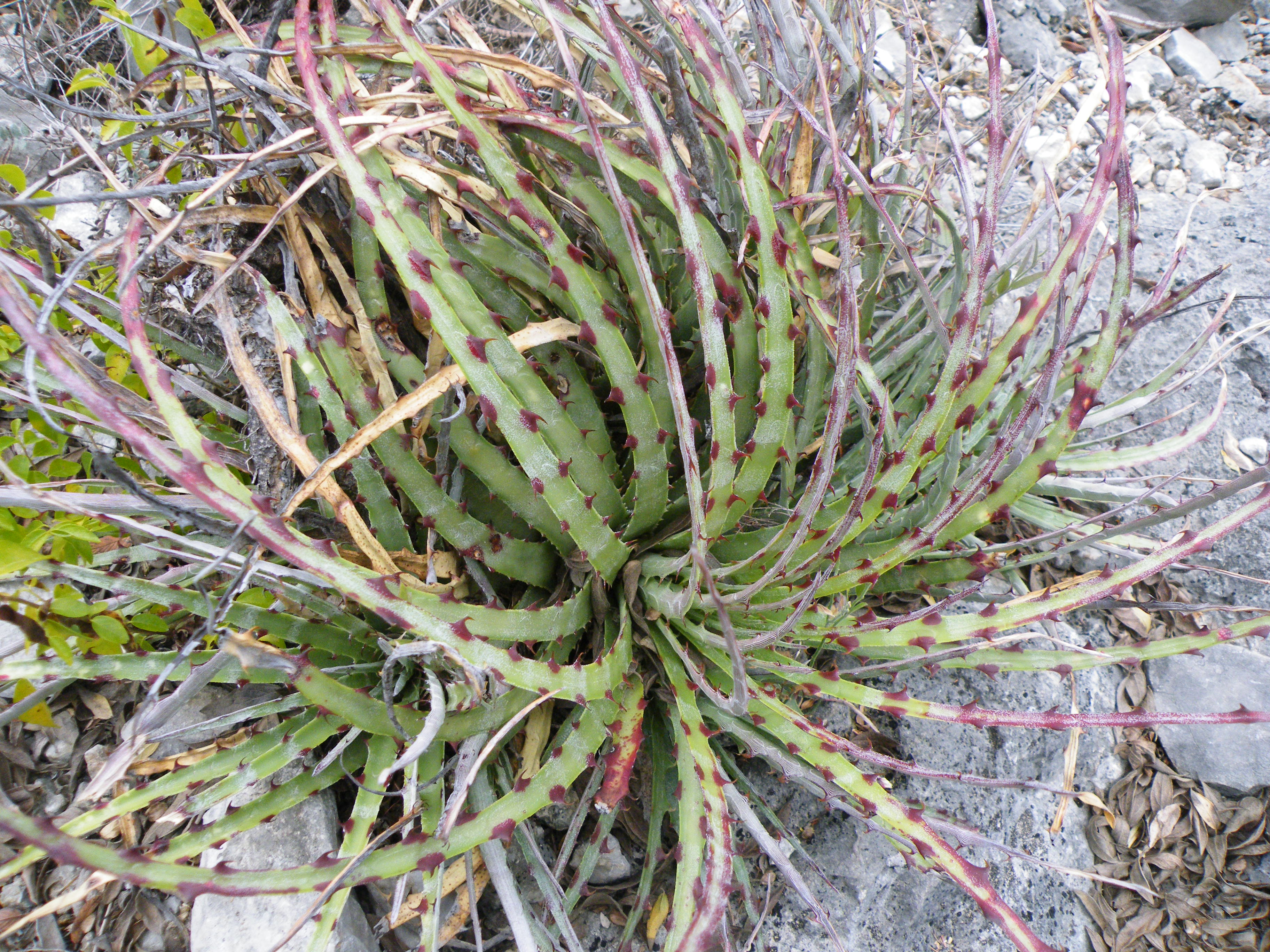 Hechtia sps. (5692349891).jpg