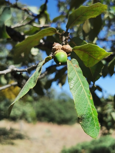 File:Quercus Convallata.jpg