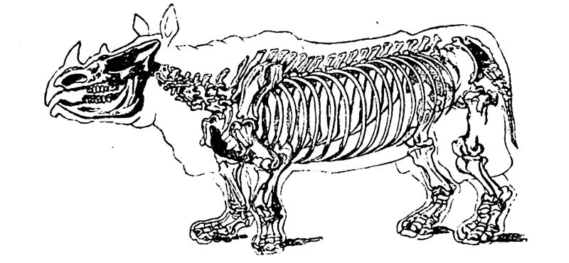 File:Rhinoceros tichorchinus.jpg