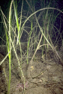 File:Eelgrass.jpg