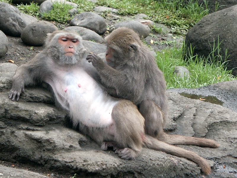 File:Formosan macaque.jpg