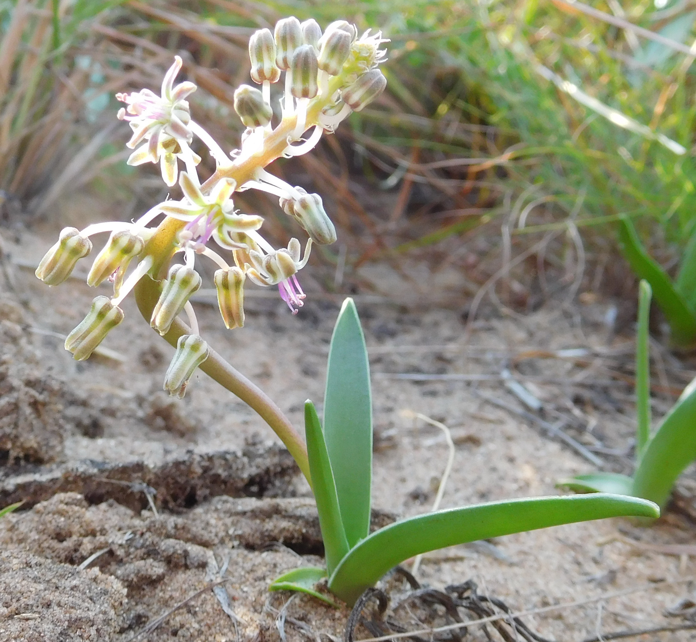 Ledebouria sp. Xai-Xai 4 (22356416159).jpg