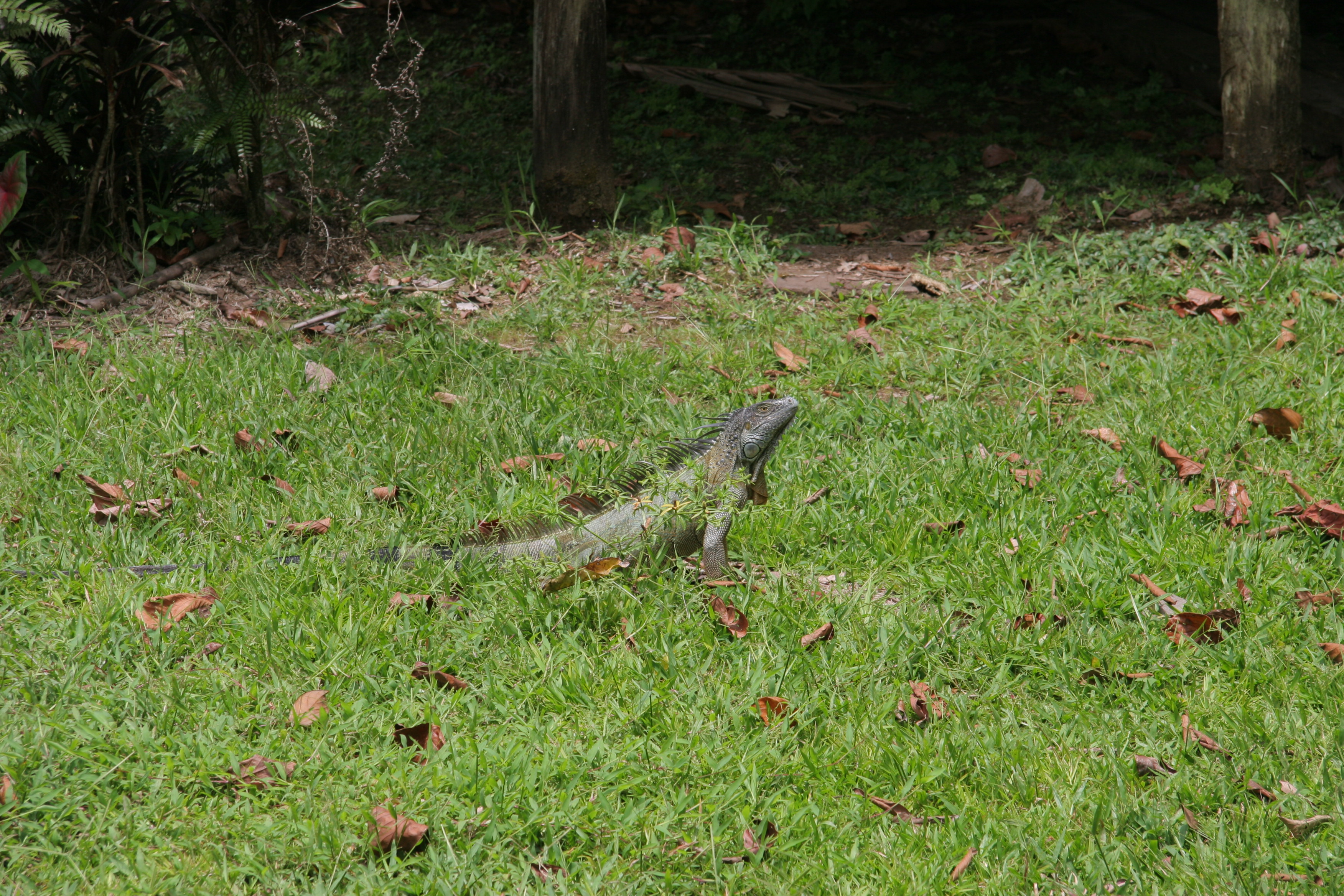 Green Iguana (5684289598).jpg