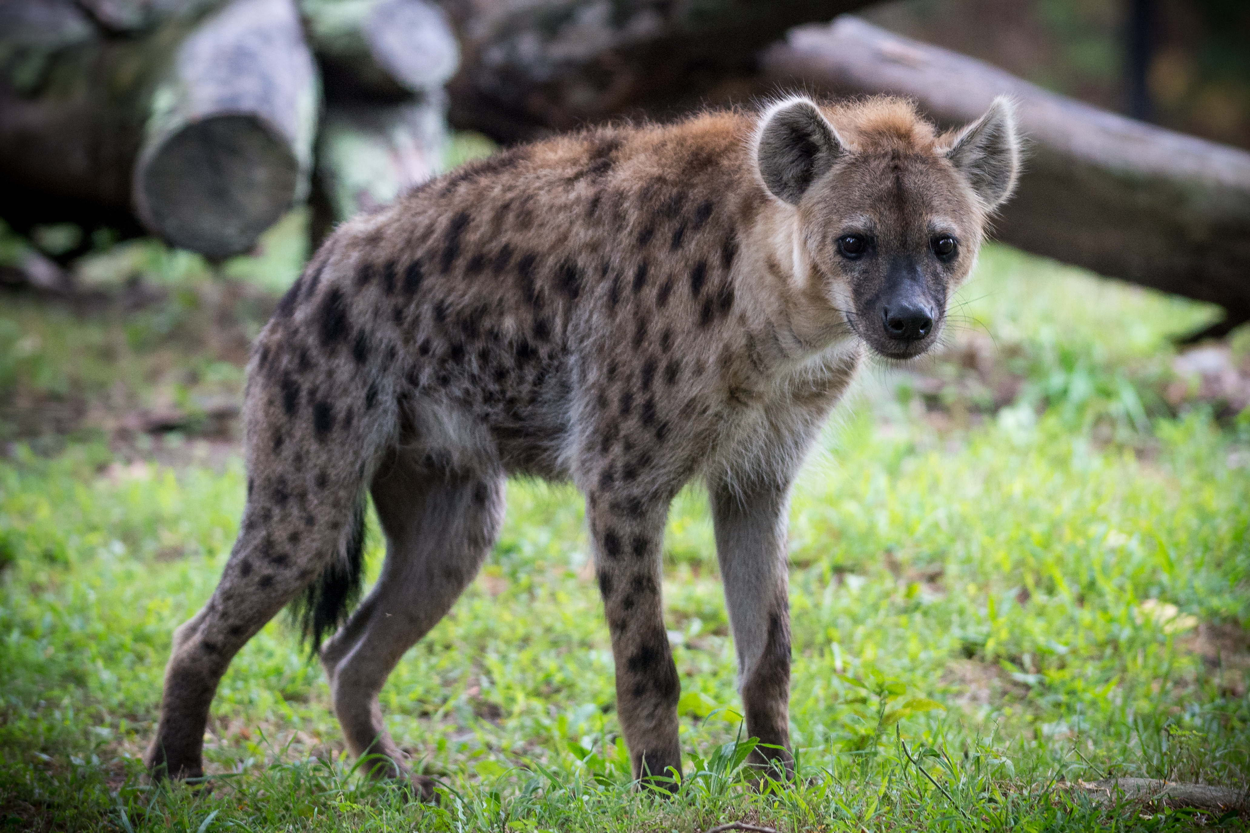 Hyena Standing in Profile (21819925310).jpg